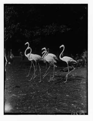 Flamingos in einem Zoo (wahrscheinich in Dresden)