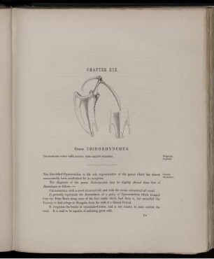 Chapter XIX. Genus Ibidorhynchus.