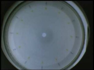 Chromatographie - 2. Analysentechniken