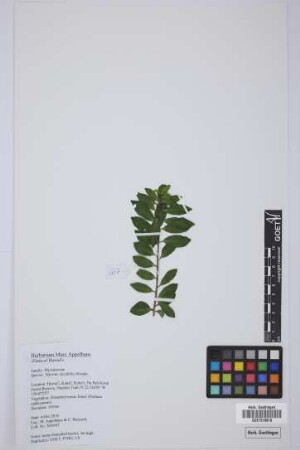 Myrsine alyxifolia Hosaka
