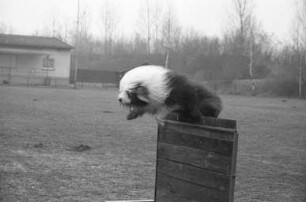 Haustier Hund