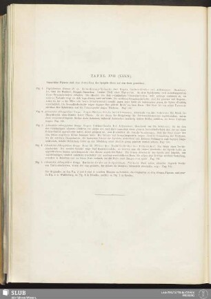 Tafel XVII (XXXIV)