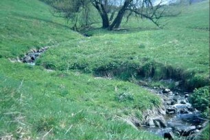 mäandrierender Bachlauf in einer Wiese