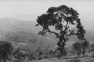 Ensetbananen- und Kaffeeanpflanzungen von Banco (Äthiopienreise 1937/1938 - 3. Fahrt: von Addis Abeba nach Mogadischu und zurück)