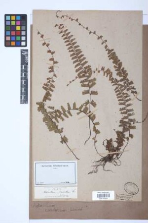 Adiantum caudatum L.