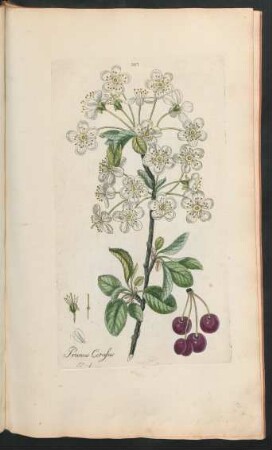 387. Prunus Cerasus