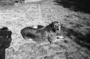 Tremsdorf : In Tremsdorf, Lucy