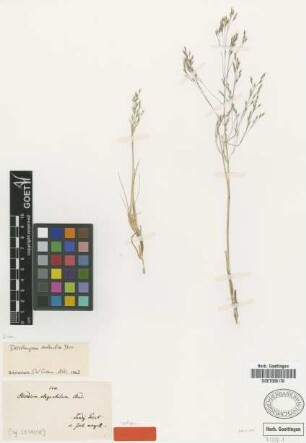 Airidium elegantulum Steud. [isotype]