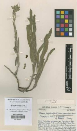 Onosma fastigiata (Braun-Blanq.) Lacaita subsp. vaudense Gremli