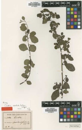 Corida areolata Urb. [isotype]