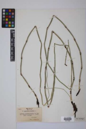 Equisetum hyemale hyemale L.