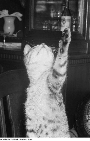 Katze, auf einem Stuhl