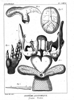 Pl. LXIII bis. Systême Anatomique. Castor. Viscères.