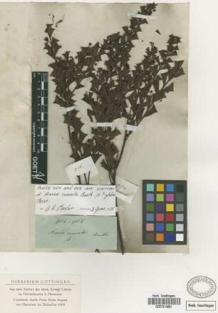 Acacia cuneata Benth.