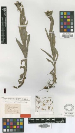Centaurea montana L. var. K.Koch nigrofimbria[type]