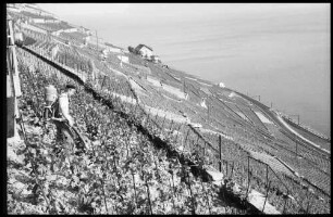 Lutry: Weinbauer in den Reben