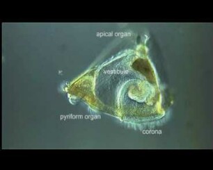 Cyphonautes larva Helgoland 2011