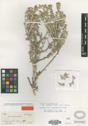 Senecio psammophilus Griseb. [syntype]