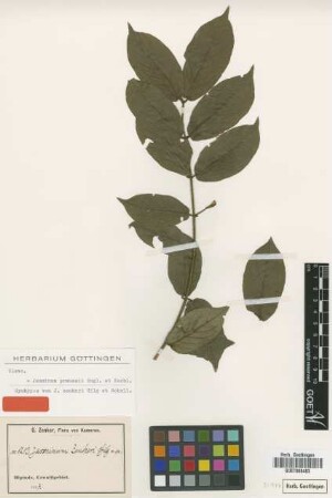 Jasminum zenkeri Gilg & Schell. [syntype]