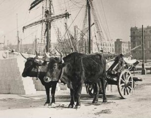 Cagliari. Sardinien. Ochsengespann im Hafen. Im Hintergrund das Panorama der Stadt