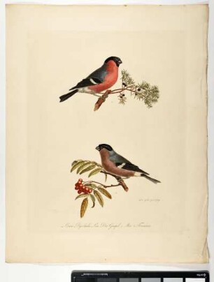 Loxia Pyrrhula. Lin. Der Gimpel. 1. Mas. 2. Foemina. - Gimpel. Pyrrhula pyrrhula; mas. fem. - Zeichner und Stecher: Ambrosius Gabler