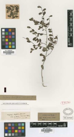 Maytenus buxifolia (A.Rich.) Griseb. var. parvifolia Griseb.[syntype]