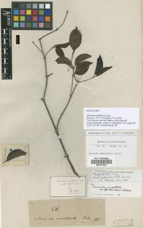 Morinda forsteri Seem. [isolectotype]