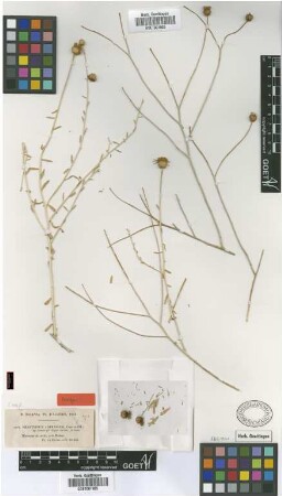 Rhanterium adpressum Coss. & Durieu [type]