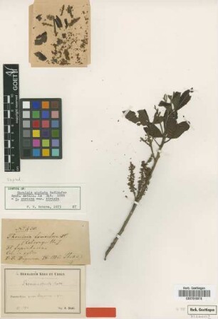 Thouinia striata Radlk. [syntype]