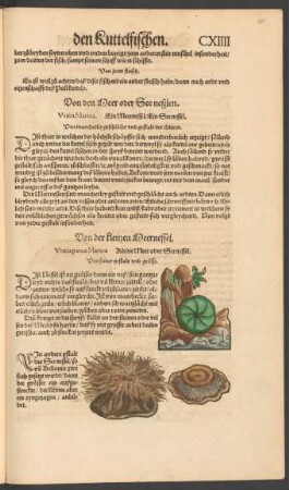 Von der kleinen Meernessel. Urtica parva Marina Kleine Meer oder See nessel.