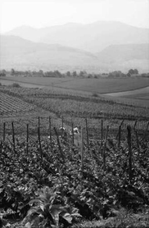 Betberg: Anpflanzung von Veredelungsreben; Rebfläche; Hintergrund Schwarzwald