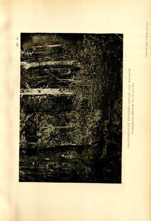 Taf. 44. Wasserscheide zwischen Kapuas und Mahakam