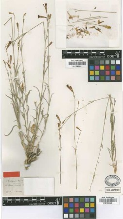 Silene serrulata Boiss. [isotype]
