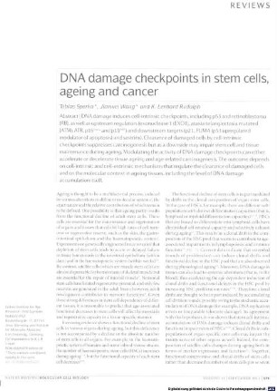 DNA damage checkpoints in stem cells, ageing and cancer