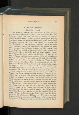 4. Die zweite Dentition.