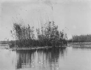 Schwimmende Inseln : Rumänien, Dobrudscha, Donaudelta, schwimmende Inseln in der Balta.