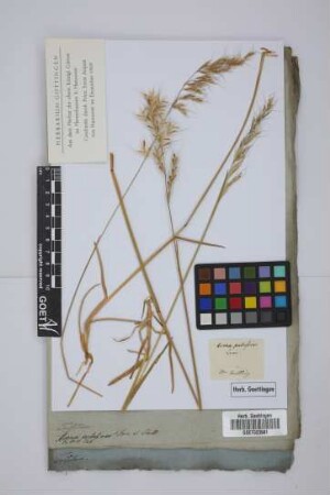 Trisetum pubescens Roem. et Schult.