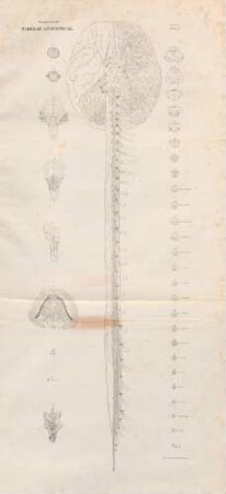 Tabula Secunda (Lineartafel)