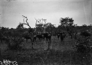Gnuherde : Eine Herde Gnus im Nationalpark.