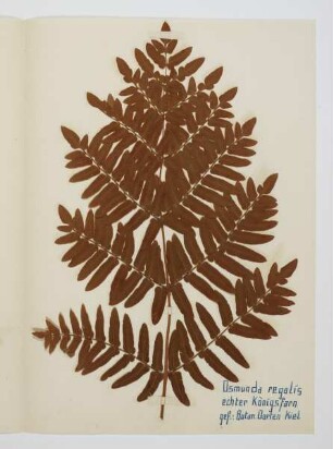 Herbarium mit Pflanzen aus dem Kieler Umland