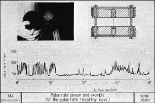 Pulse rate sensor and example for the pulse rate (healthy cow)