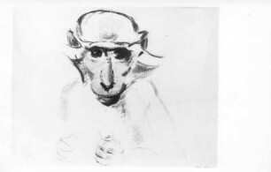 Beobachtendes Äffchen. Kohlezeichnung (1946; E. Richter)