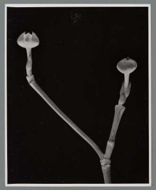 Blüten-Hartriegel, Knospe (Cornus florida)