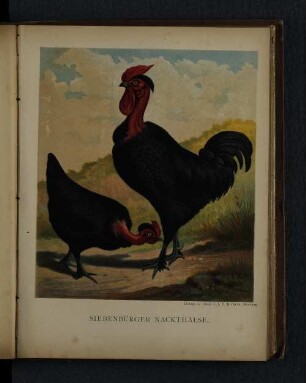 Siebenbürger Nackthälse.