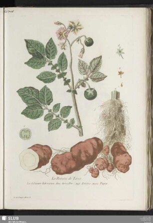 La Pomme de Terre