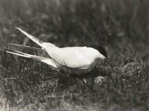 Flußseeschwalbe (Sterna hirundo L.) läßt sich zum Brüten nieder