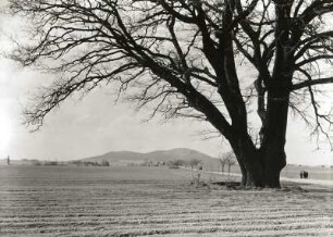 Oberlausitz. Große Eiche an der Straße Herwigsdorf-Bernstadt. Blick zum Löbauer Berg