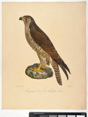 Falco peregrinus. Linn: Der Wanderfalke. Femina. - Wanderfalke. Falco peregrinus; fem. - Zeichner: Ambrosius Gabler; Stecher: Johann Carl Bock