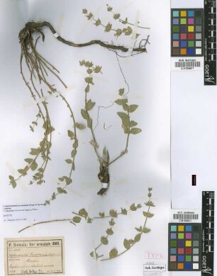 Calamintha leucotricha Stapf ex Rech.f. [isotype]