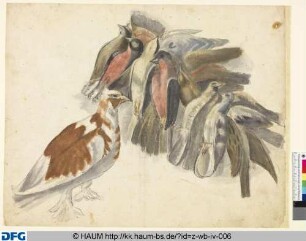 Eine Taube und erlegte Singvögel (Pirole, Eichelhäher)